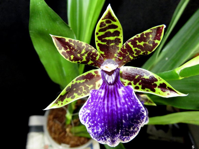 Fragrant Flowers Orchid Zygopetalum Advance Australia Live Mature PLant image 1