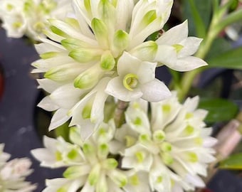 Orquídea híbrida Dendrobium Den. Hsinying Smile Mount Blanc (prasinum x smillieae) Planta viva