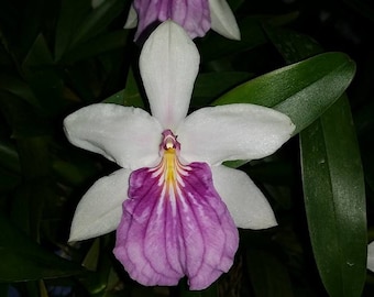 Orchid Oncidium Miltonia spectabilis semi alba  Live PLant