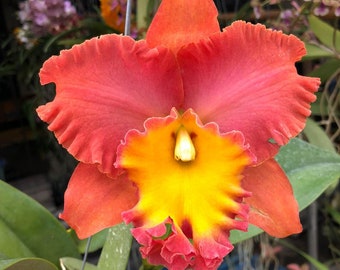 Orchid Cattleya Rlc Orange Diamond Live Plant  pot