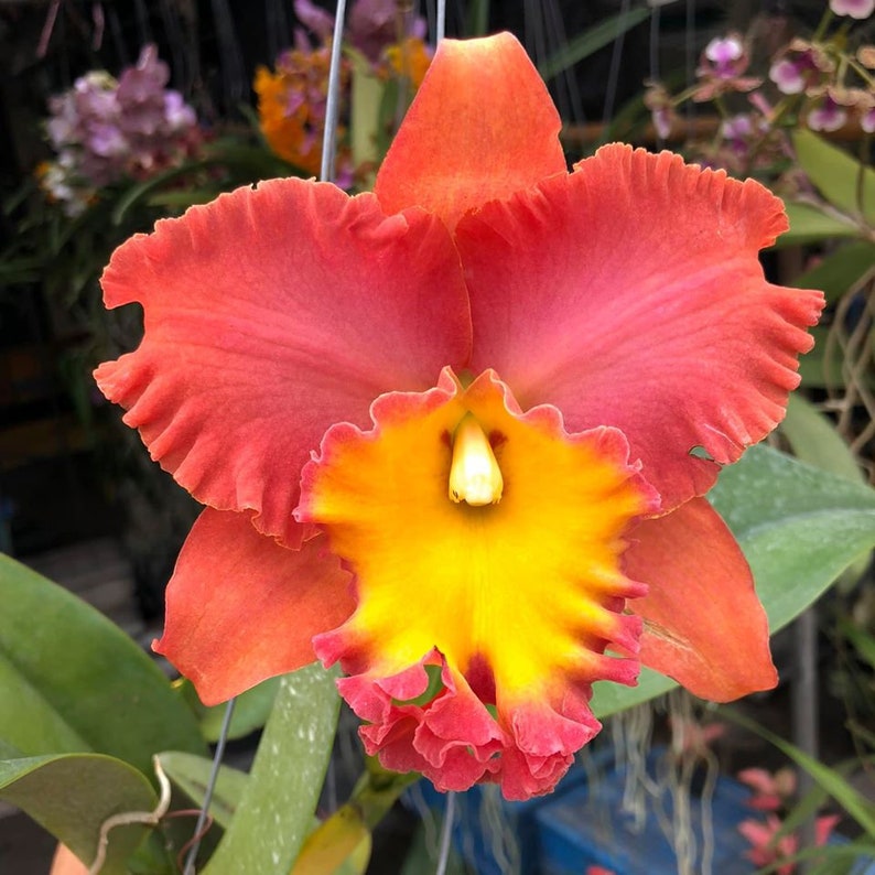 Orchid Cattleya Rlc Orange Diamond Live Plant pot image 1