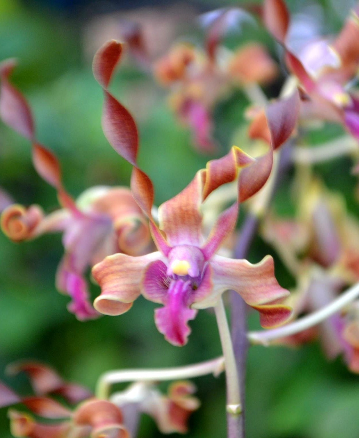 Orchid Dendrobium Happy Family Plant Live Orchid - Etsy