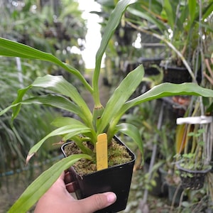 Fragrant Flowers Orchid Zygopetalum Advance Australia Live Mature PLant image 2
