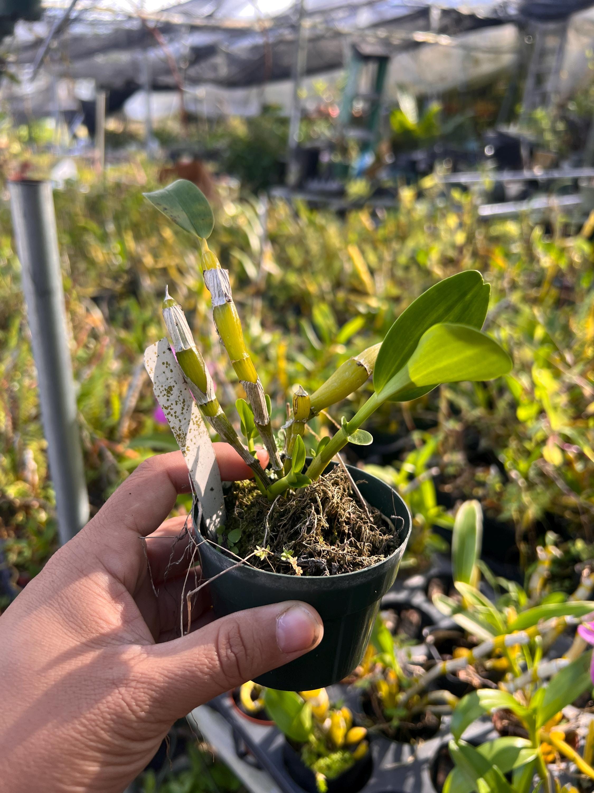 SEEDLING Orchid Nobile Dendrobium Violet Fizz 'luna' in 2 Inch Pot