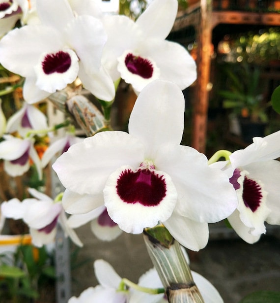 SEEDLING VARIEGATED LEAF Orchid Den. Yukidaruma 'king' Dendrobium