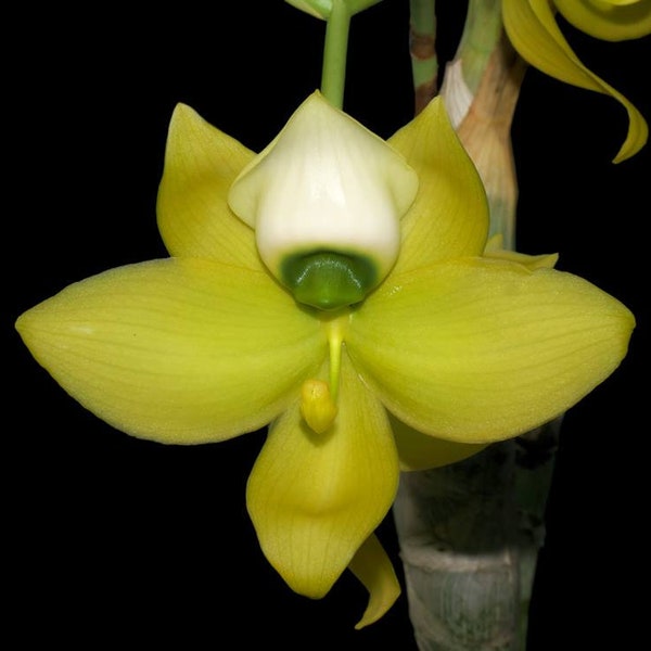 Orchid Catasetum Cynodes warscewiczii Live PLant