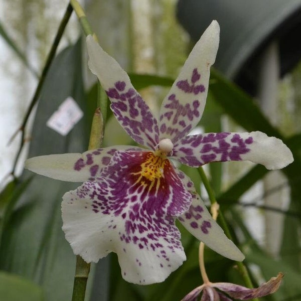 Orchid Oncidium Bllra. Big Shot 'Pink Leopard' Live Mature PLant