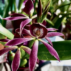 Very Rare Orchid  Species Encyclia  Guarechea Black Comet Species Live PLant