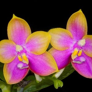 Novelty Phalaenopsis  Orchid Phalaenopsis Phalaenopsis Jiaho Dance Girl  Near Mature Live Orchid