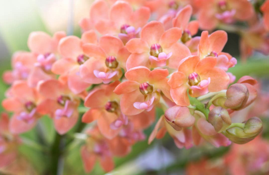 Fragrant Orchid Rhyncostylis Gigantea (orange) Live Near Mature Orchid ...
