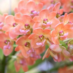 Fragrant Orchid Rhyncostylis gigantea (Orange) Live Near Mature Orchid