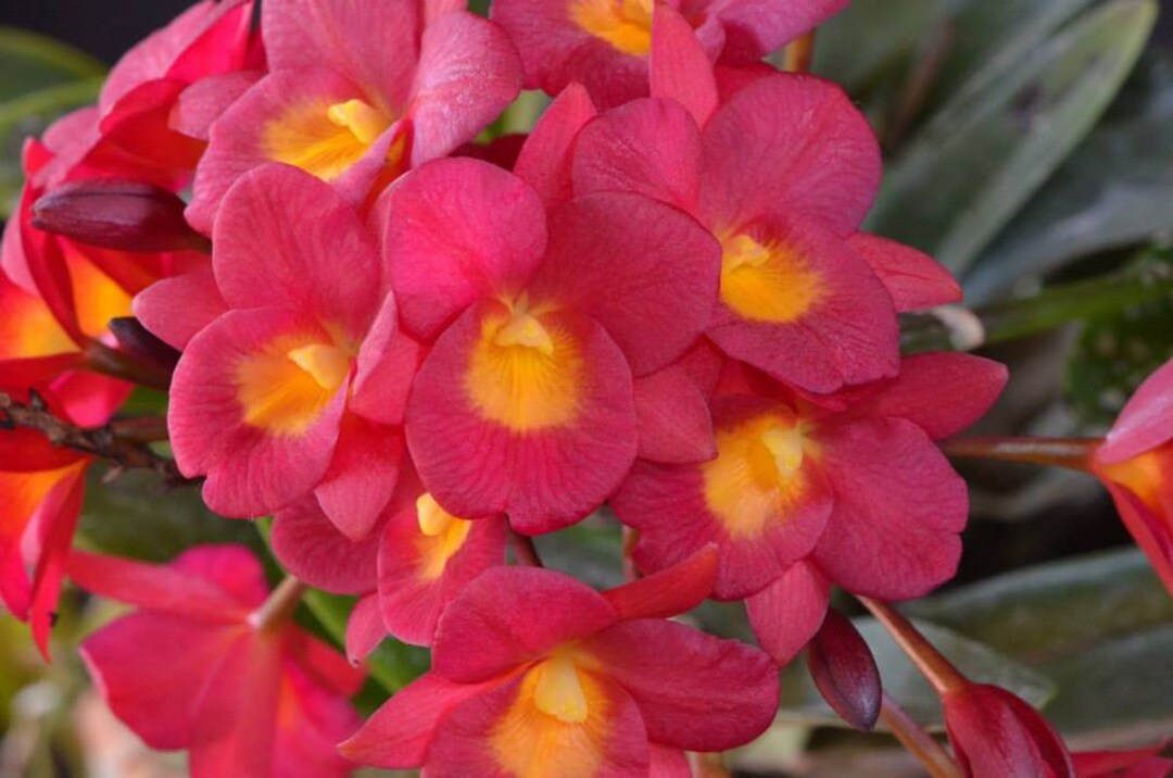 Orchid Cattleya Why Not Live Plant Etsy