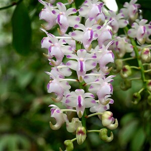 Very Fragrant! Rare Species Orchid Vanda Aerides odorata Mature Live Orchid