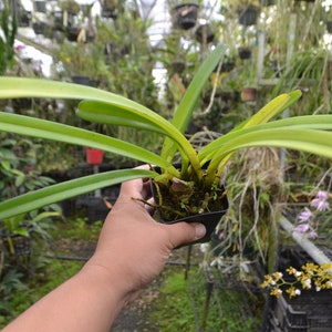 Plant Rare Species Orchid Cymbidium finlaysonianum Rare Live PLant image 3