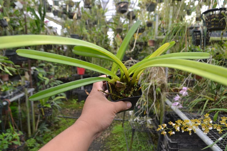 Plant Rare Species Orchid Cymbidium finlaysonianum Rare Live PLant image 3