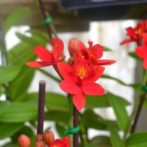 Orchid Red Epidendrum Max Valley Live PLant