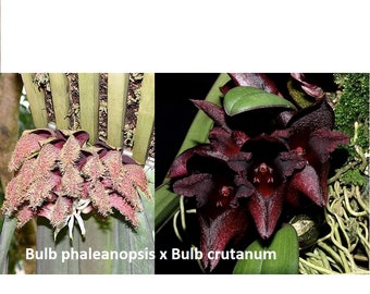 Coleccionistas Orquídea rara Bulbophyllum Orgullo de Papúa (Bulb phalaenopsis x Bulb cruentum) Especie Planta de orquídea viva rara