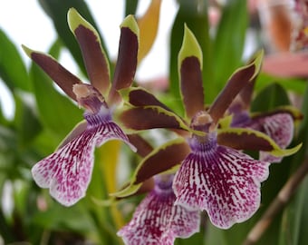 Plántula de orquídea Zygopetalum Galptm Arlene Armour "Conching" Planta viva