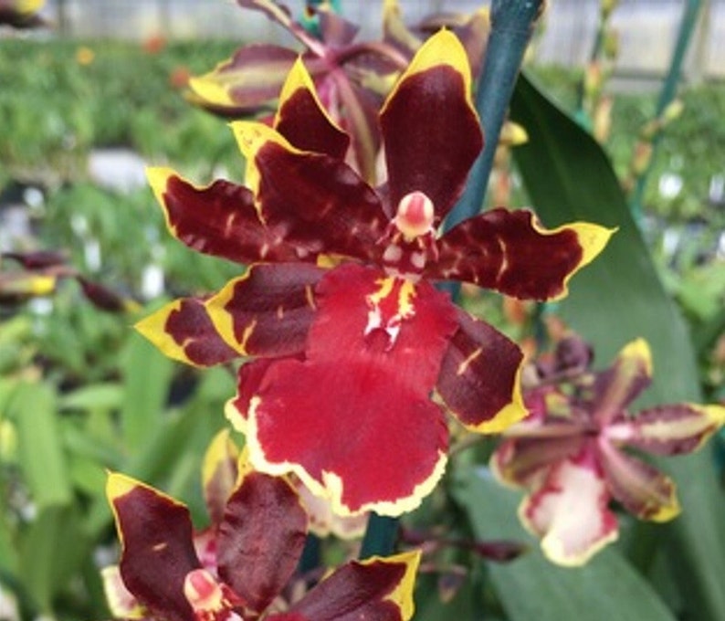 May include: Close-up of a vibrant orchid with deep burgundy petals edged in bright yellow. The flower's center is a rich red, with a hint of white. The background is a soft green, suggesting a garden setting. The orchid is in full bloom.