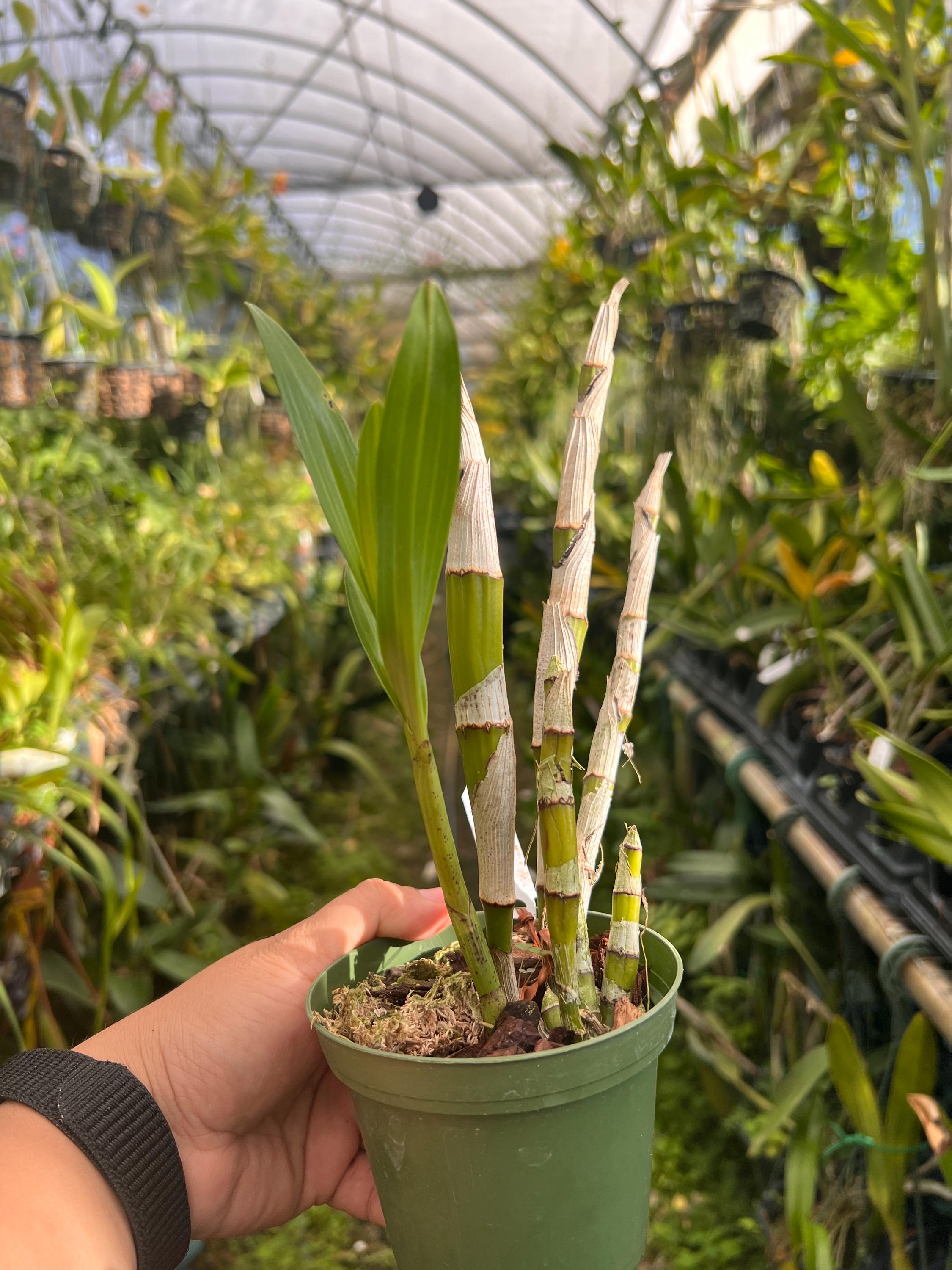 Bare Rooted Orchid Rare Species Ansellia Africana Leopard Orchid