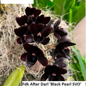 Rare Orchid Catasetum Ctsm. Fdk After Dark 'Black Pearl' Live Plant Real Black Orchid image 1