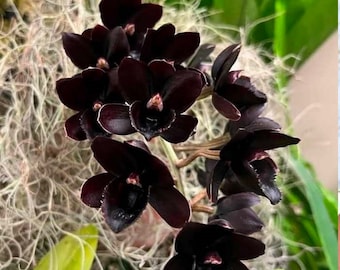 Rare Orchid Catasetum Ctsm. Fdk After Dark 'Black Pearl' Live Plant Real Black Orchid