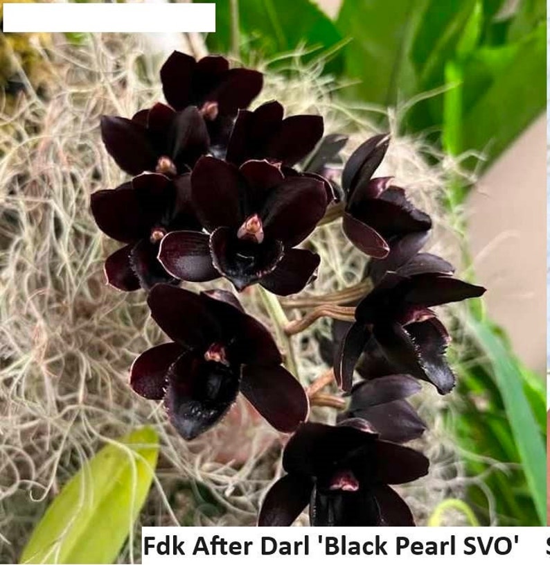 Rare Orchid Catasetum Ctsm. Fdk After Dark 'Black Pearl' Live Plant Real Black Orchid image 1