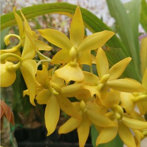 Orchid Catasetum Cynodes Super Swan Live PLant