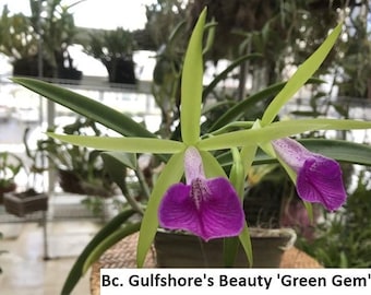 Orquídea Cattleya Brassocattleya Bc. Brassocattleya Gulfshore's Beauty 'Green Gem' Planta viva