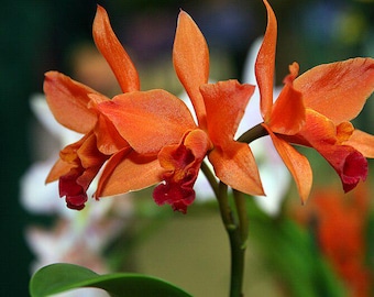 Orquídea Cattleya Lc Firedance 'Patricia' Planta viva madura