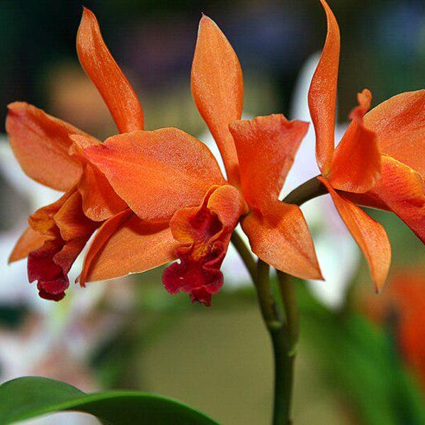 Orquídea Cattleya Lc Firedance 'Patricia' Planta viva madura