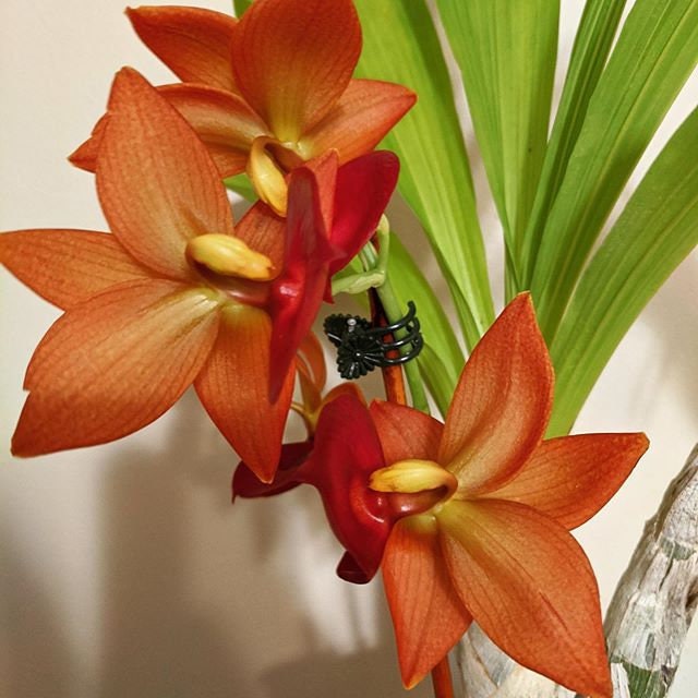 Bare Rooted Orchid Catasetum Cynodes Taiwan Gold 'orange' Live