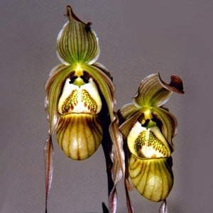 Slipper Orchid Live Phragmipedium pearcei Orchid Rare Orchid Live PLant