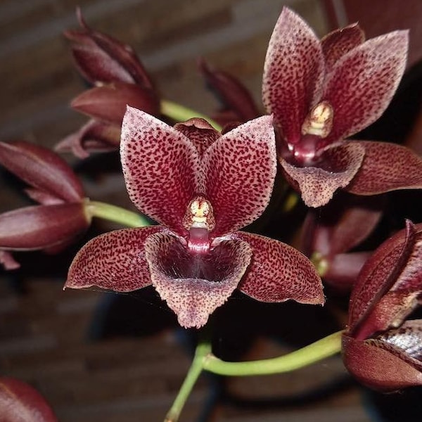 Orquídea Catasetum Ctsm. Catasetum Fredclarkeara Corinne Arnold (Painted Desert x callosum) Planta viva
