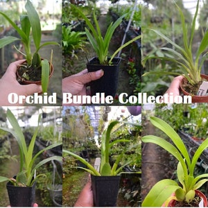 Surprise Orchid Bundle of Seedlings Oncidium Zygopetalum Cattleya Dendrobium Hybrids