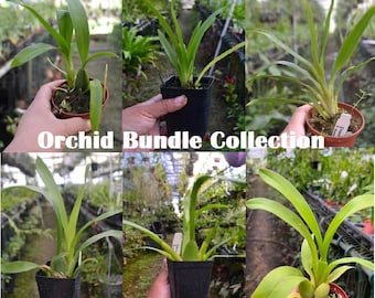 Surprise Orchid Bundle of Seedlings Oncidium Zygopetalum Cattleya Dendrobium Hybrids