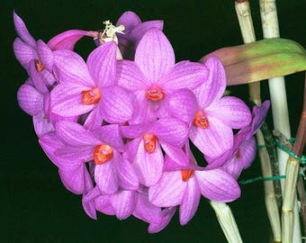 Orchid Species Dendrobium Den. glomeratum  Live PLant