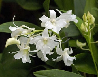 Orchid Dendrobium Den. Mini Snowflake x rhodostictum Live Mature PLant