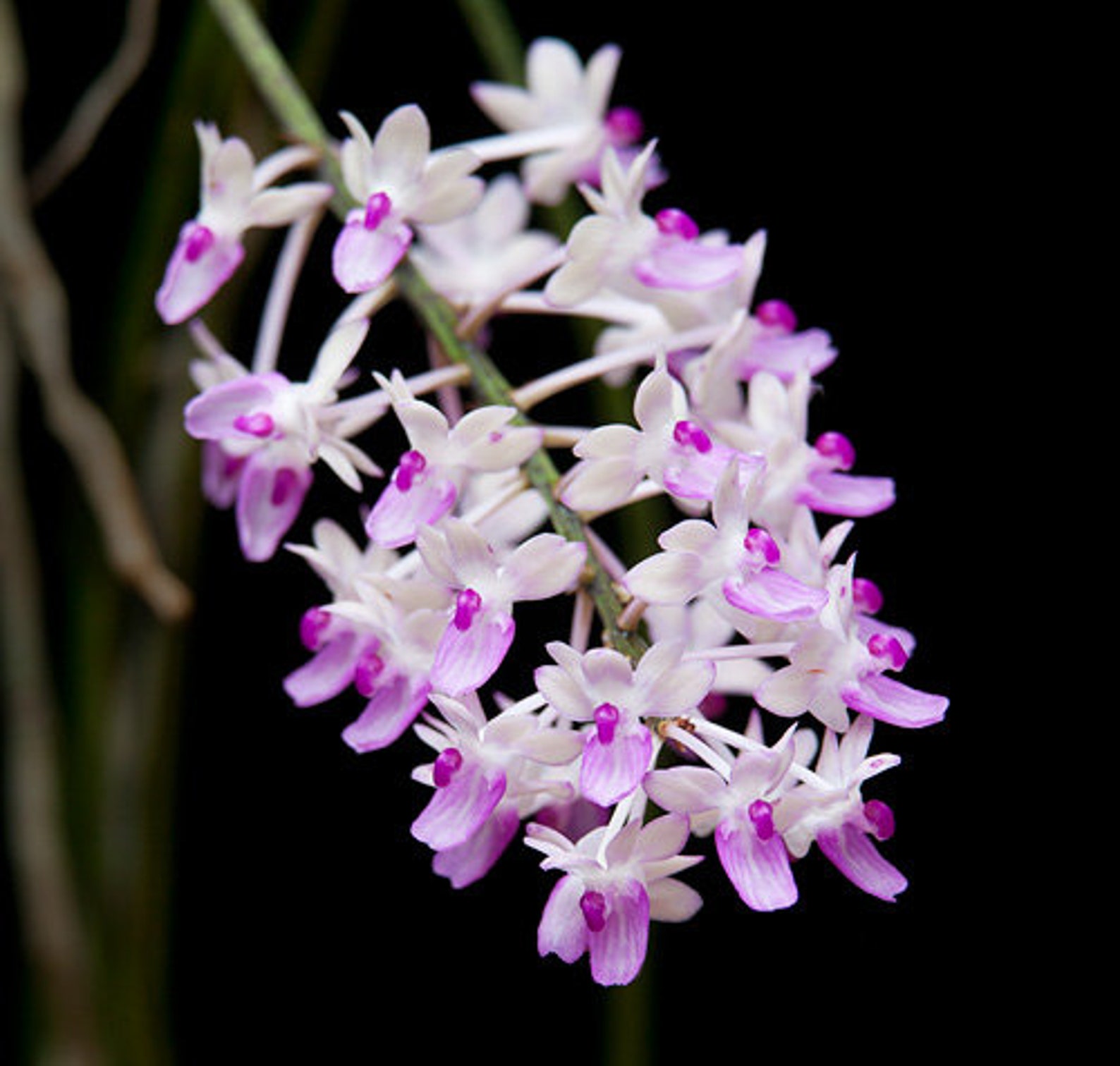 Very Fragrant Rare Species Orchid Aerides Seidenfadenia Etsy