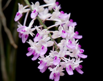 ¡Muy fragante! Orquídea rara Aerides seidenfadenia mitrata. Orquídea madura viva.