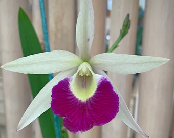 Orchid Cattleya Bc Yuan Nan Star Wars Mature Live PLant