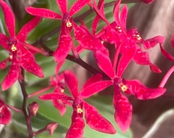 Orquídea Renanthera Gerald Tan madura, muy rara, planta viva