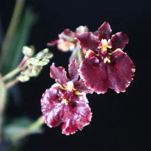 Miniature Orchid Oncidium Tolumnia Jairak Firm &#39;Crimson&#39; Oncidium Terrarium Live plant