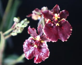 Miniature Orchid Oncidium Tolumnia Jairak Firm 'Crimson' Oncidium Terrarium Live plant
