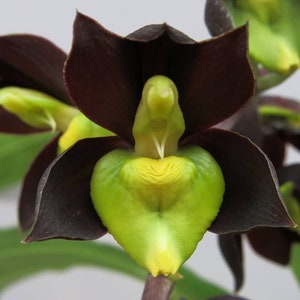 Very Rare Orchid Species Catasetum tenebrosum Live PLant