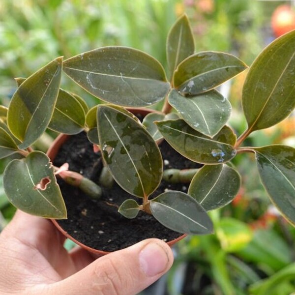 Black Jewel Orchid Species Ludisia discolor var. nigracans Jewel Orchid Live PLant