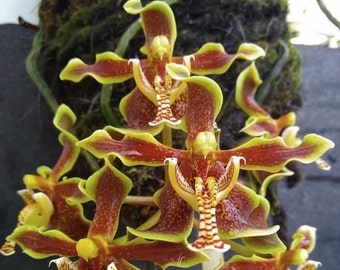 Orquídea rara Paraphalaenopsis labukensis Orquídea madura viva