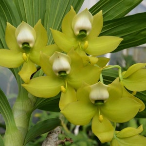 Orchid Catasetum Cynoches Mass Confusion  (Cycnoches chlorochilon x Cycnoches warszewiczii ) Live PLant