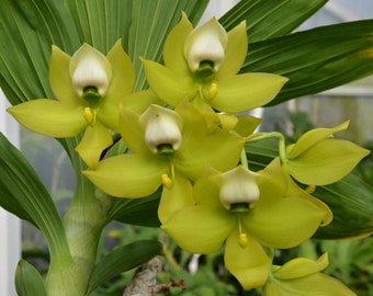 Orchid Catasetum Cynoches Mass Confusion  (Cycnoches chlorochilon x Cycnoches warszewiczii ) Live PLant