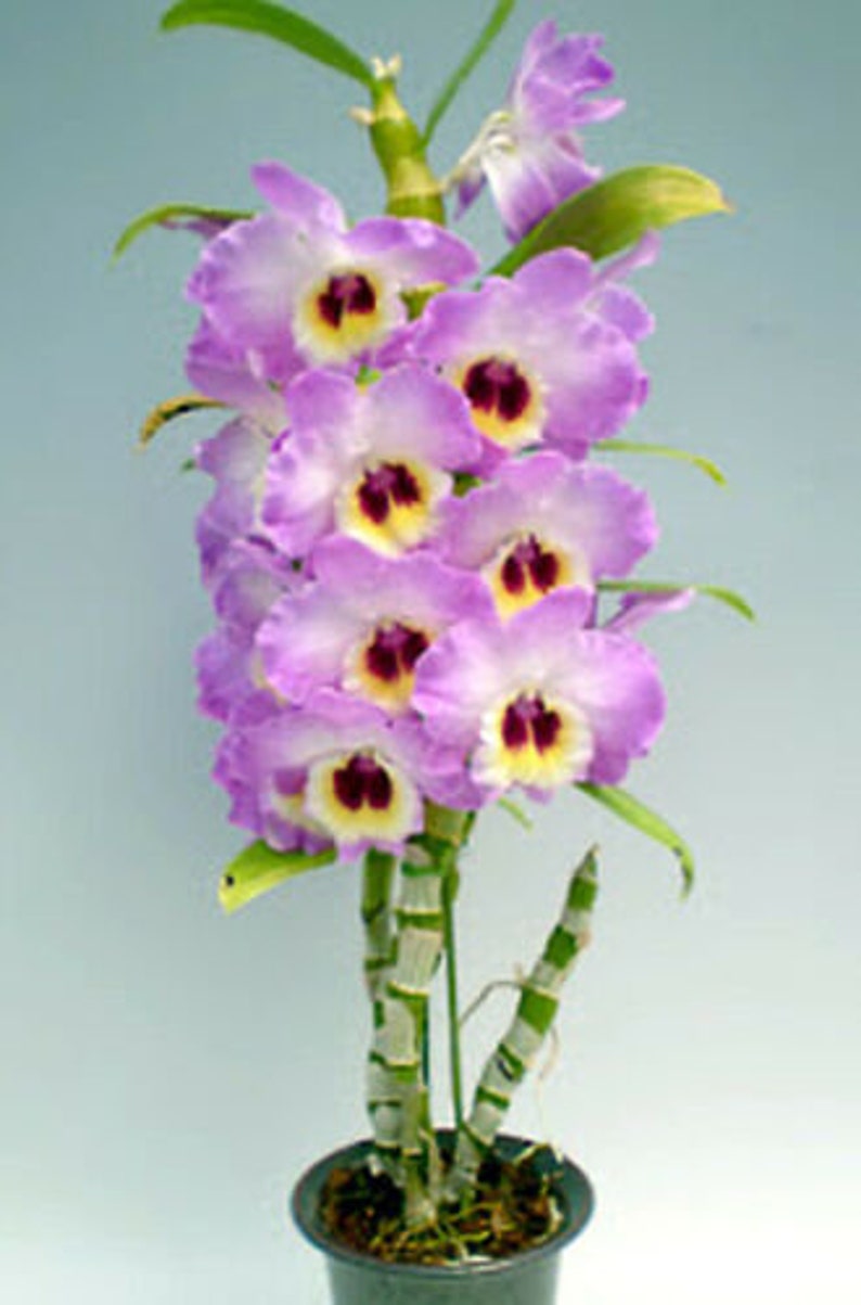 Orchid Nobile Dendrobium Brilliant Smile  Royal  Etsy